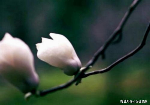 怎么挽回金鱼男老婆,如何成功挽回你的伴侣？