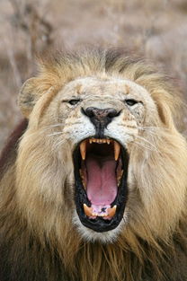 狮子男的挽回方式,狮子男如何挽回：有效方法！