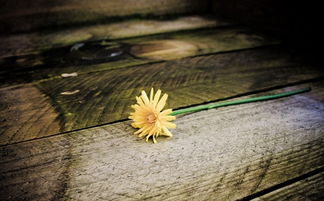 重生挽回后悔现代gl,重生挽回，错过再给一次机会（29字）