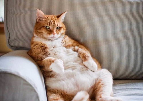 怎样挽回猫咪的好感,有效挽回猫咪的喜爱