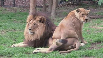 狮子怎么挽回射手女,挽回射手女心，狮子的技巧