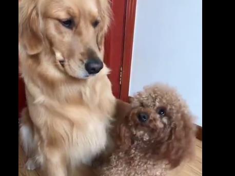 怎么挽回狗狗的关系,重建与狗狗的关系)