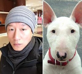 小猪怎么挽回人设,如何重建小猪的形象