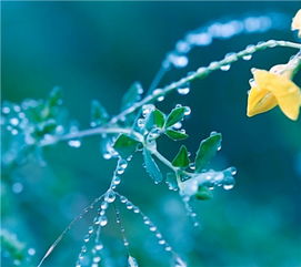 近期能挽回的生肖,2021生肖桃花开，能够扭转局面的星座有哪些？