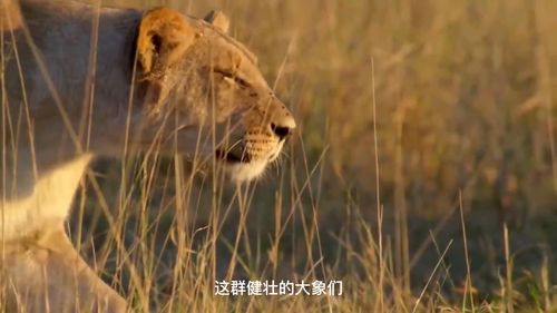 怎样挽回死心的狮子男，狮子男如何再次点燃爱情火花