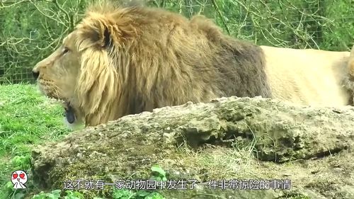 甩了狮子怎么挽回,挽回失宠狮子心的方法