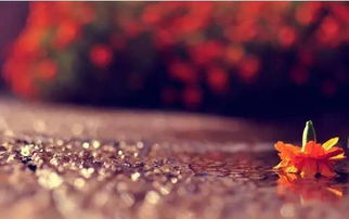 重庆专业挽回感情方法，重庆爱情挽回法：有效恢复感情的专业方法