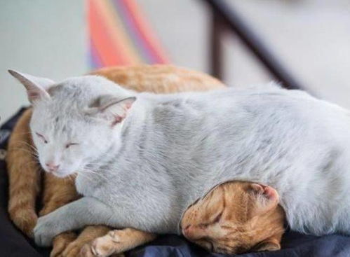 对猫家暴怎么挽回，如何帮助被猫家暴的宠物恢复信任？