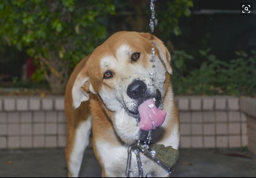 当了舔狗如何挽回,当了舔狗后如何收拾残局