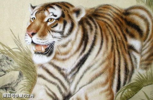 生肖虎怎么挽回情绪,如何调整生肖虎的情绪