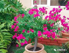 挽回女友送什么花盆,如何用花盆挽回女友？