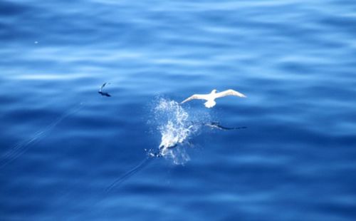 鱼水情感挽回,挽回爱情，让鱼水情更深