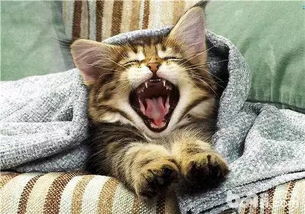 把猫咪打了怎么挽回,怎么补救猫咪被打的错误行为