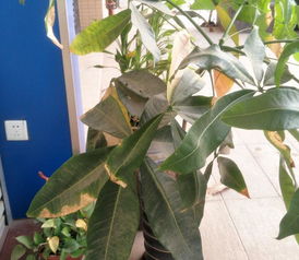 如何挽回发财树,如何让发财树重获生机