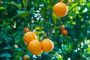 青岛橘子情感挽回成功,成功实例：青岛男子挽回女友成功