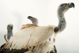 被人类挽回的鸟,人类拯救濒危鸟类，成功还原生态平衡。