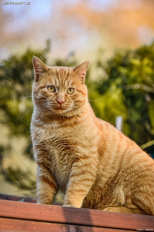 如何挽回猫的心,如何让失落的猫重新爱上你