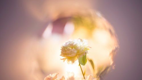 被黑异地恋挽回女友,异地恋成功挽回，开启美好恋情