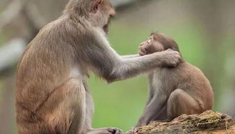 怎么挽回猴子的心,如何重新获得猴子的喜爱