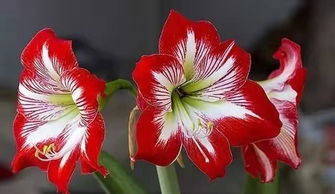 比翼鸟挽回婚姻,比翼鸟重修前缘