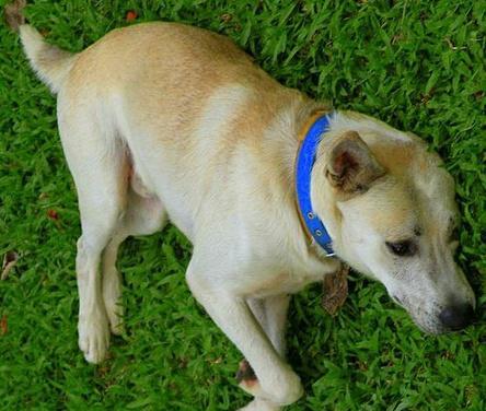 如何挽回宠物的心法,如何让宠物重新爱上你