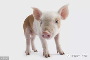 猪小毅挽回形象,猪小毅成功挽回形象