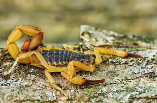 金蝎会挽回吗,金蝎会能否挽回？