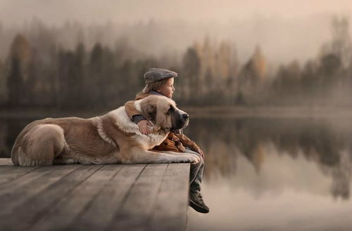 如何挽回宠物的心法,如何让宠物重新爱上你