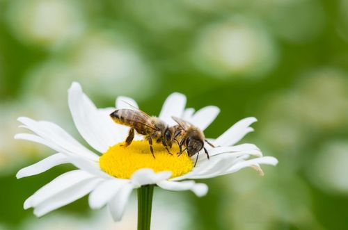 蜜蜂逃跑后如何挽回,挽救蜜蜂：失踪后的抓捕与调查