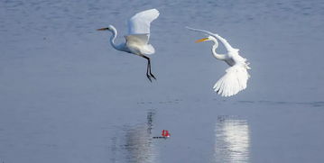 比翼鸟挽回咋样，双翼共舞，挽回爱情