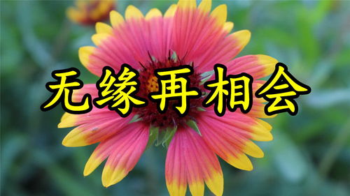 如果爱情可以挽回歌曲,爱，还能回来。