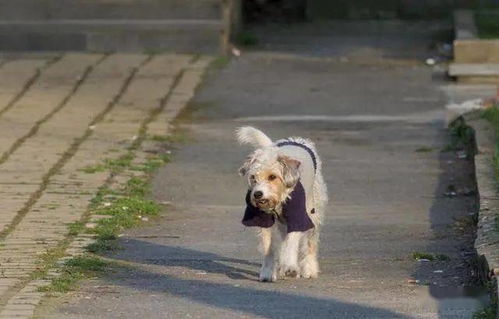 被小狗讨厌如何挽回,如何挽回小狗的好感