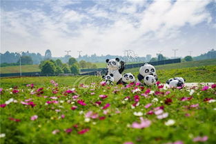 暴雨后怎么挽回草坪,挽救淹水草坪的小技巧