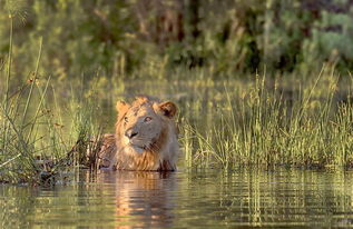 狮子男生气挽回,挽回生气的狮子男