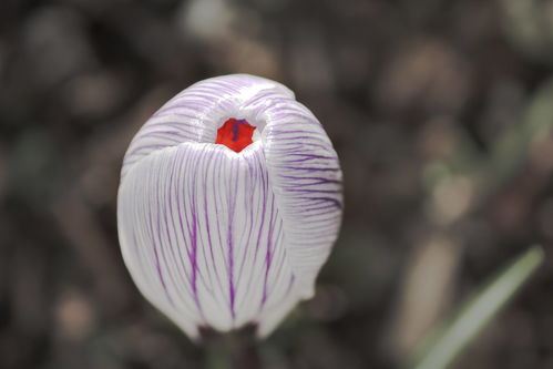 比翼鸟挽回咋样，双翼共舞，挽回爱情