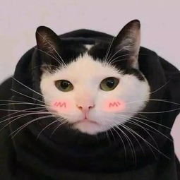 挽回猫咪最好的方式,挽回猫咪爱情：最佳方法