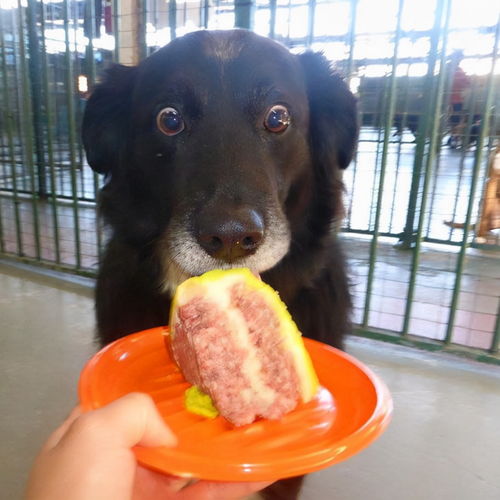 如何挽回狗狗的面子,如何让狗狗重获尊严