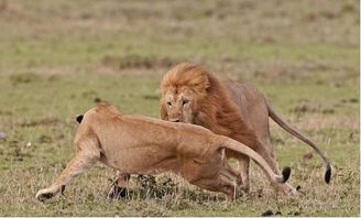 怎么去挽回狮子男,如何成功挽回狮子男