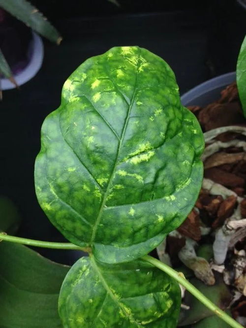 盆栽叶子发黄怎么挽回,盆栽叶子变黄，救援指南！