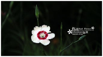 带有挽回含义的花,如何挽回失去的爱情