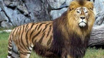 狮子女挽回成功案例,挽回成功：狮子女案例分享