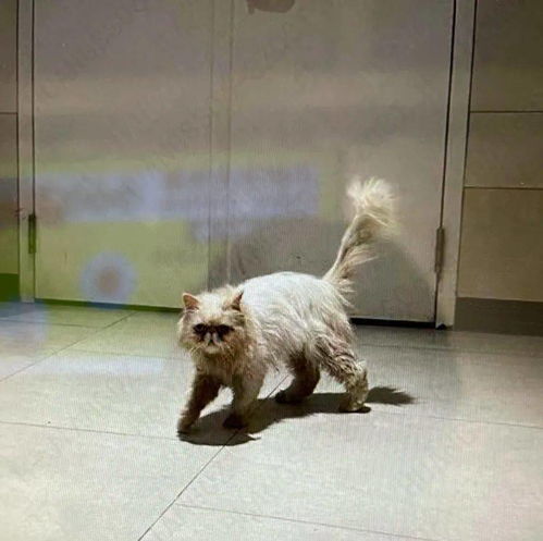 挽回之爱无处寻的动物,怎样挽回失落的爱：动物版)