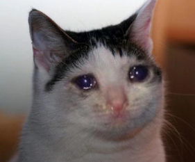 舔狗分手怎么挽回,如何挽回分手的舔狗