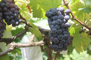 葡萄裂果怎么挽回呢,如何拯救葡萄开裂的情况？