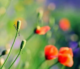 想要挽回买什么花,购买什么花最能挽回感情？