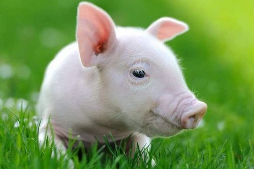 怎么挽回属猪女友,如何成功挽回猪女友？