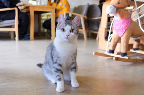 队友挂机猫咪怎么挽回,队友挂机，如何挽回猫咪？