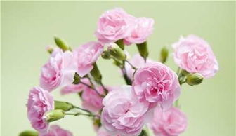 想挽回的花束寄语,“挽回花束”——寄托真挚情感