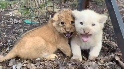 很久才挽回狮子男,挽回狮子男的良策