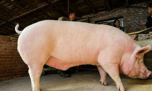 猪女变心能否挽回，挽回猪女心，需要哪些方法和技巧？